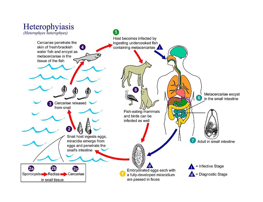 Heterophyiasis parasite life cycle