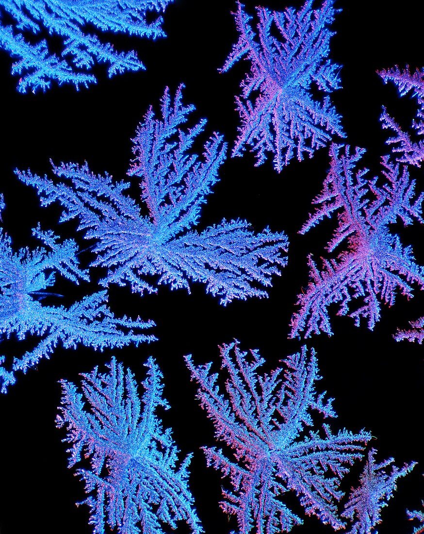 Ice crystals,light micrograph