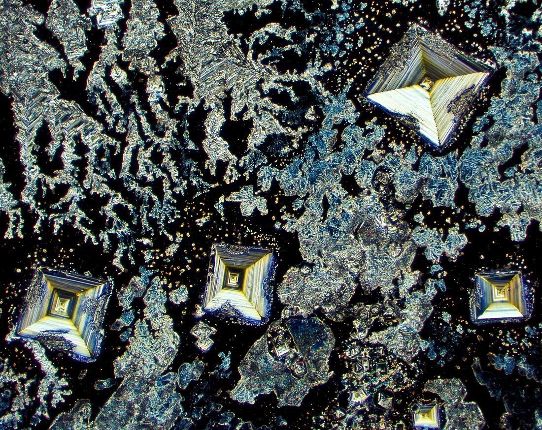 Salt crystals,light micrograph