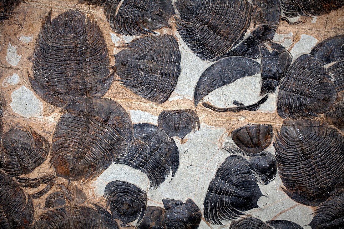 Trilobites fossils