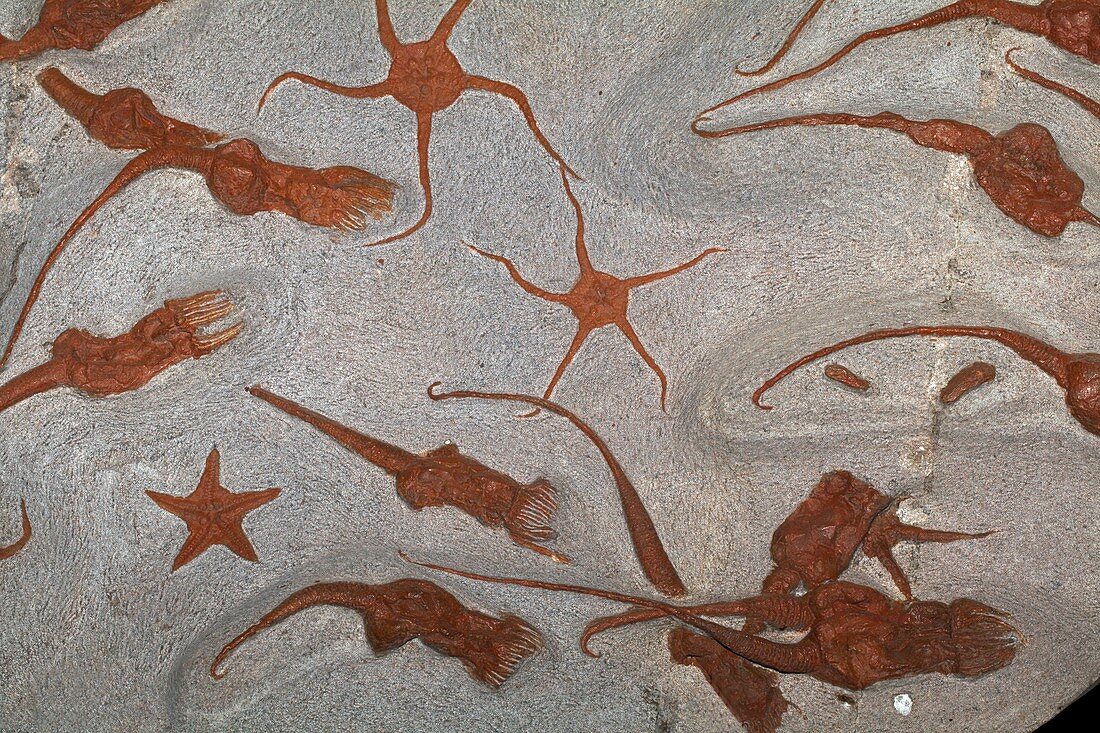 Echinoderm fossils