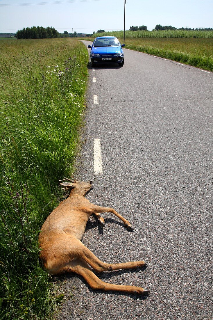 Deer roadkill