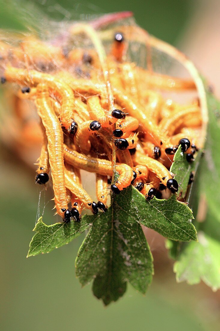 Caterpillars eating hawthorn leaves