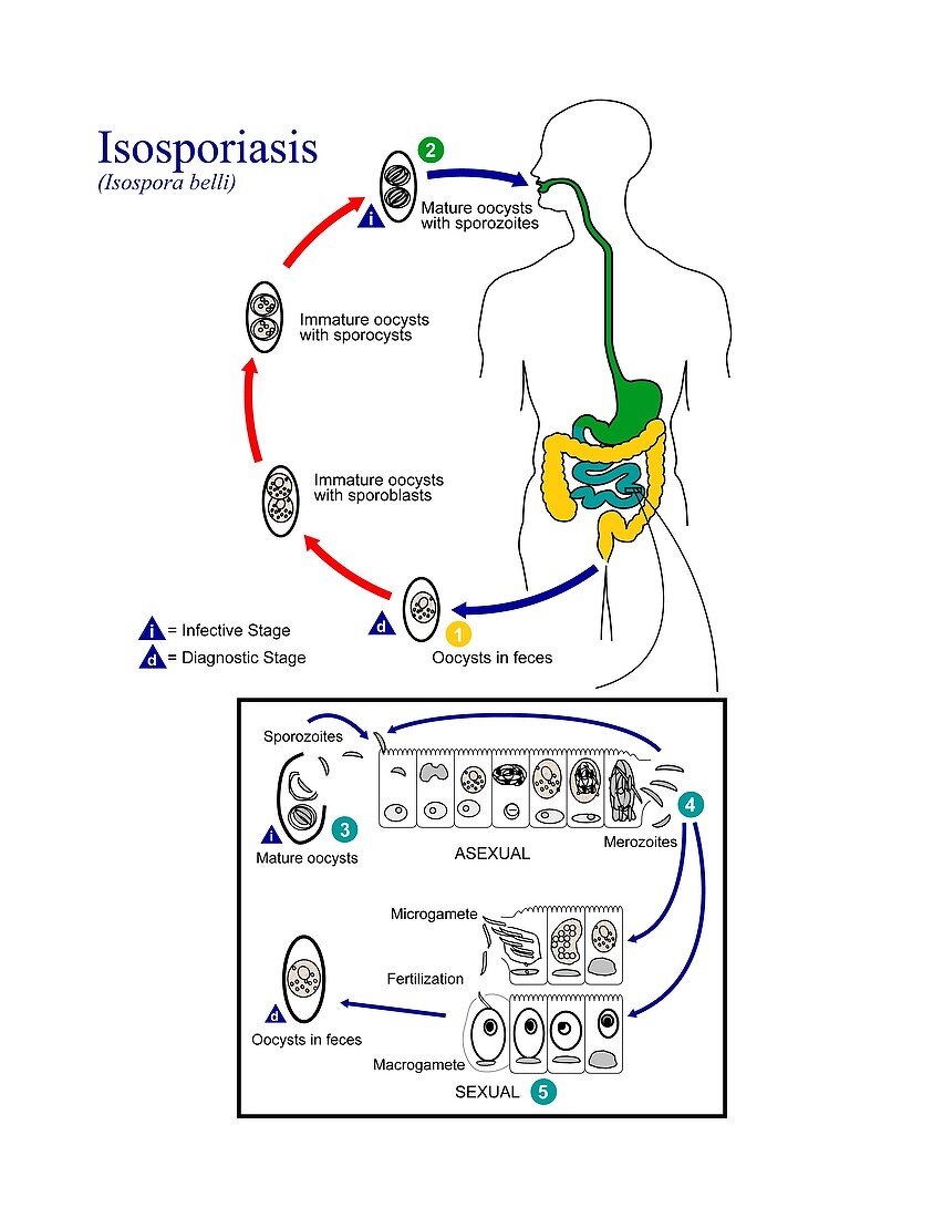 Isosporiasis parasite life cycle
