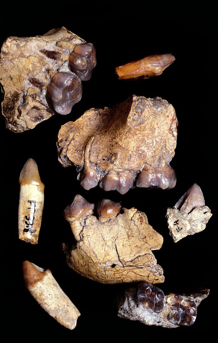 Fossilised hominoid remains