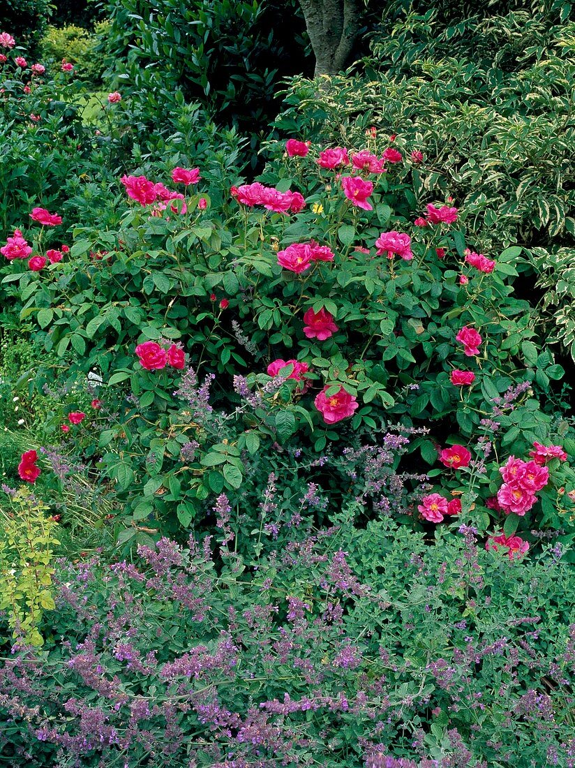 Rosa gallica var. officinalis
