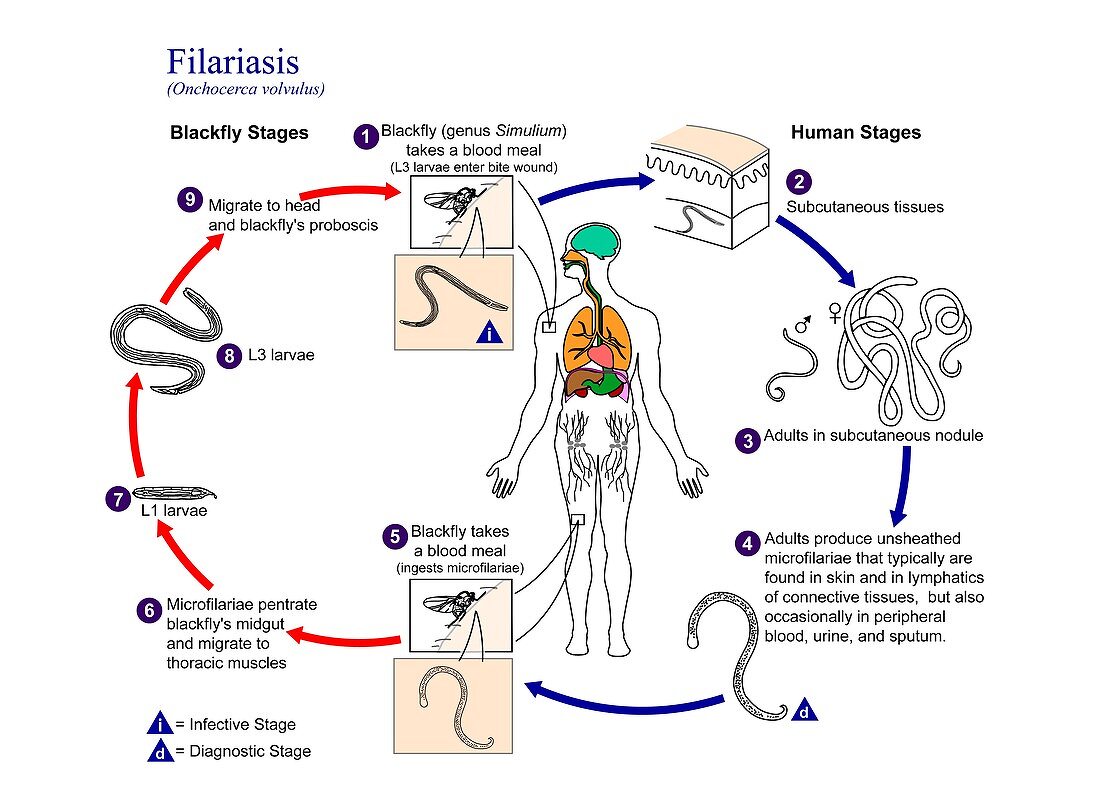 River blindness parasite life cycle