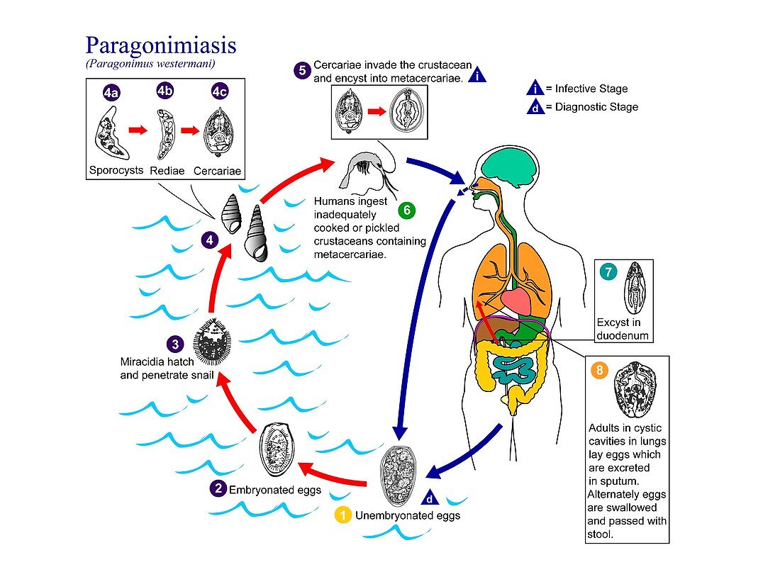 Paragonimiasis parasite life cycle