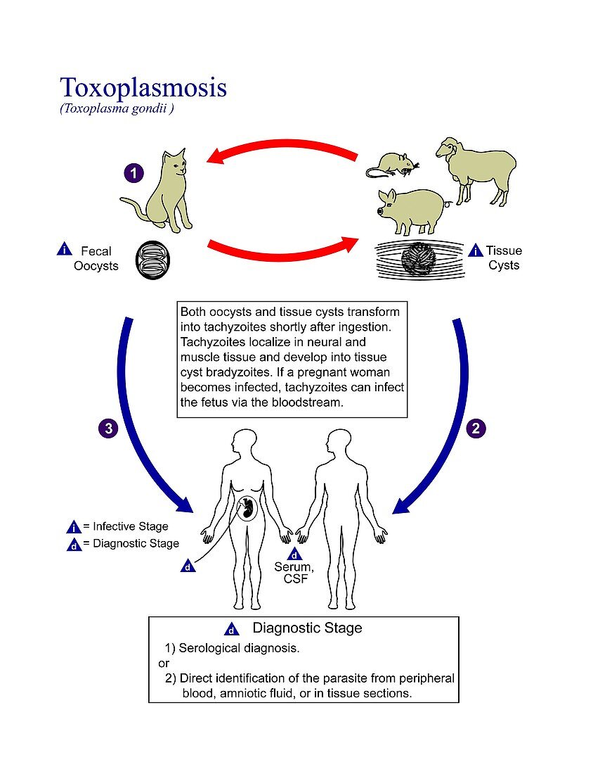 Toxoplasmosis parasite life cycle