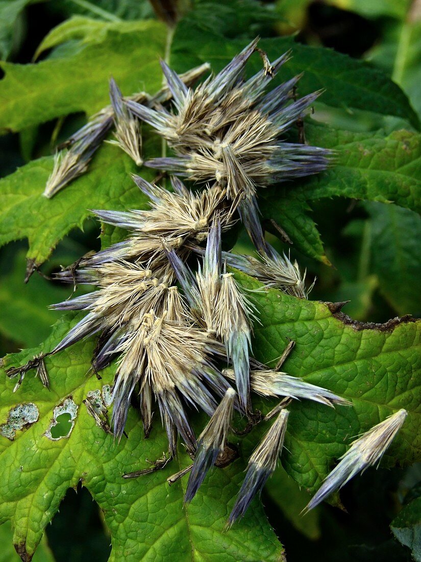 Globe Thistle (Echinops sp.) seeds