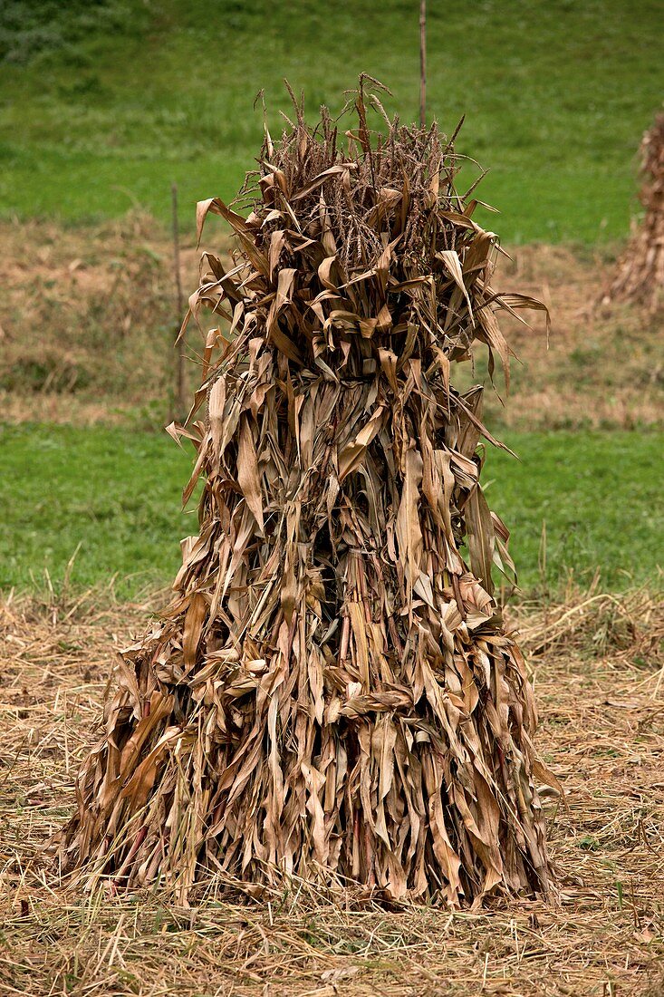 Maize stooks,Romania