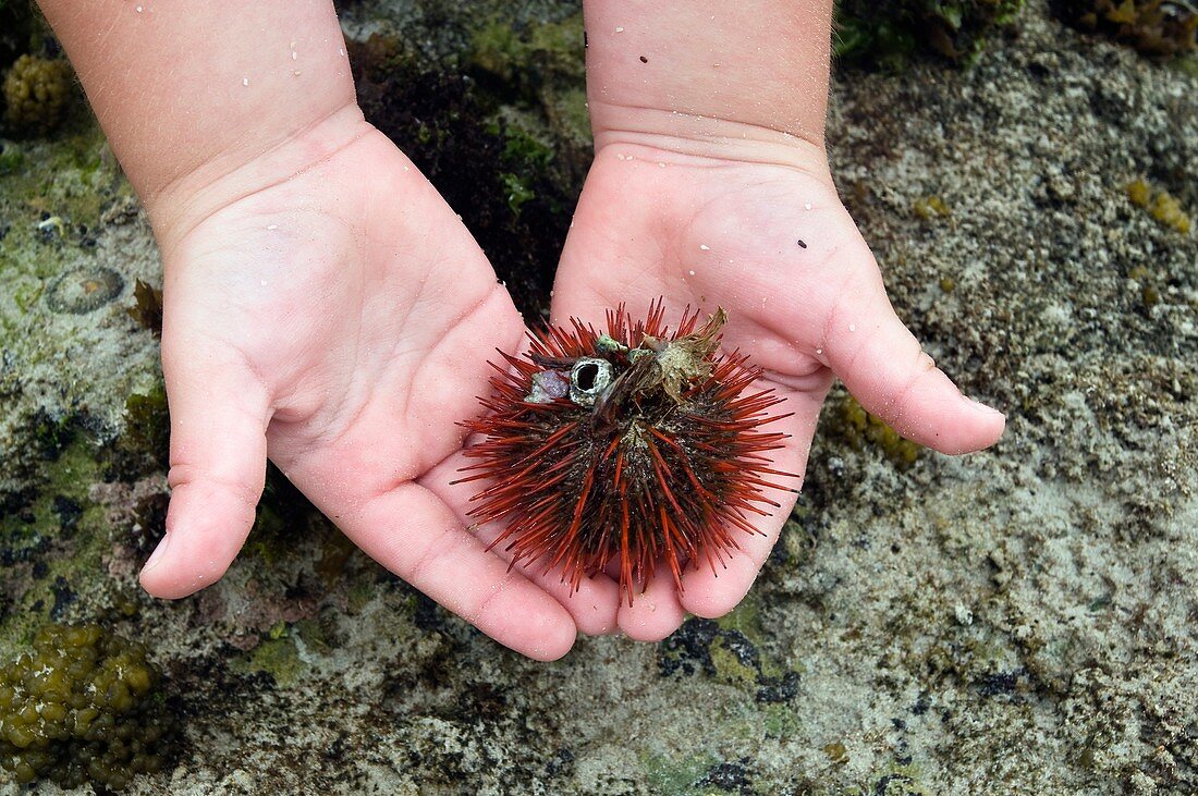 Child holding a sea urchin