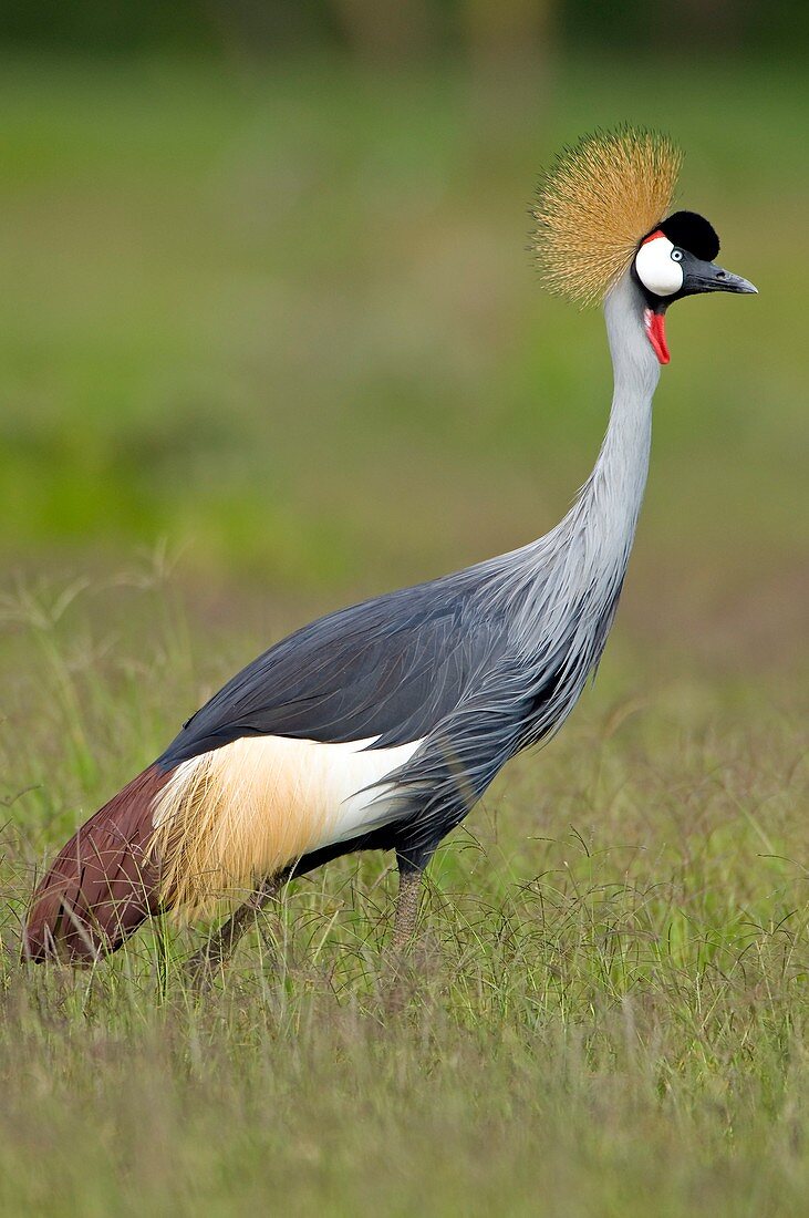 Southern crowned crane