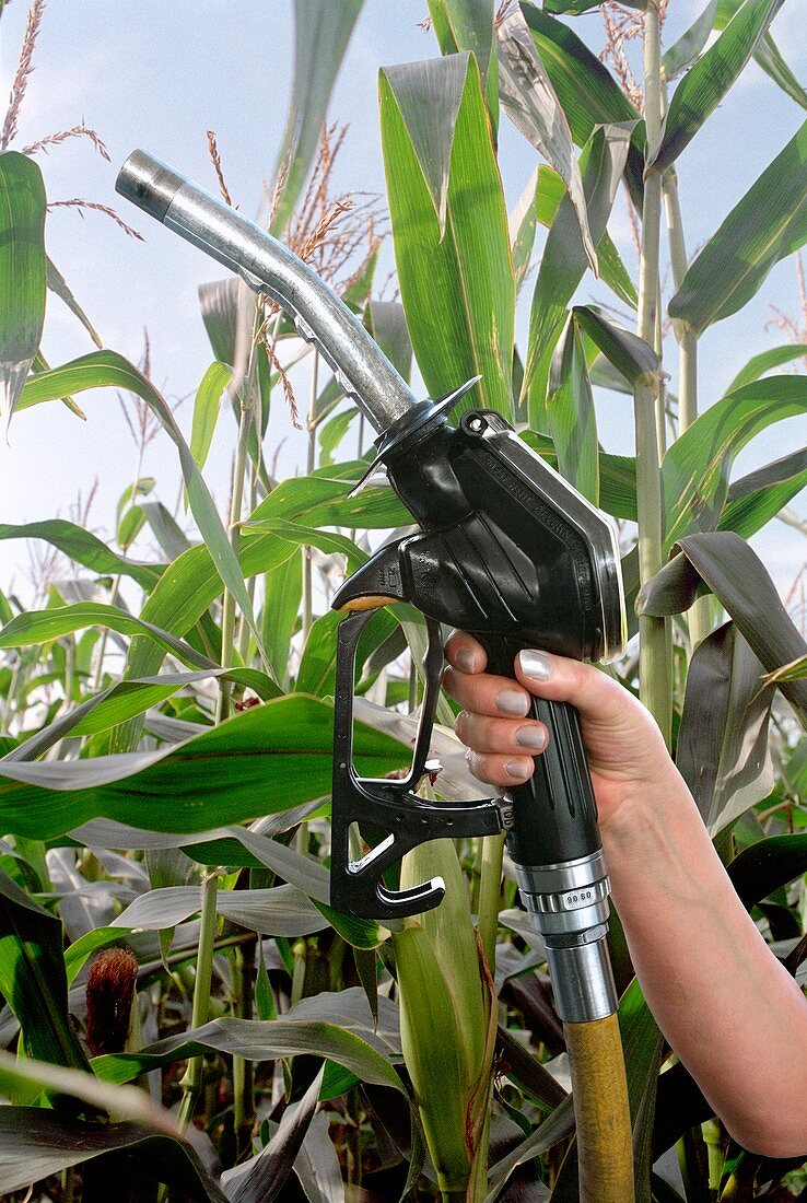 Maize biofuel,conceptual image