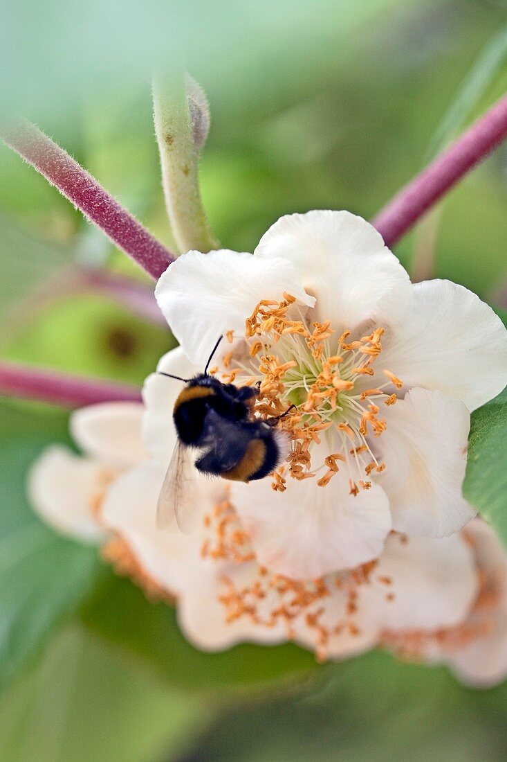 Bee on Actinidia chinensis