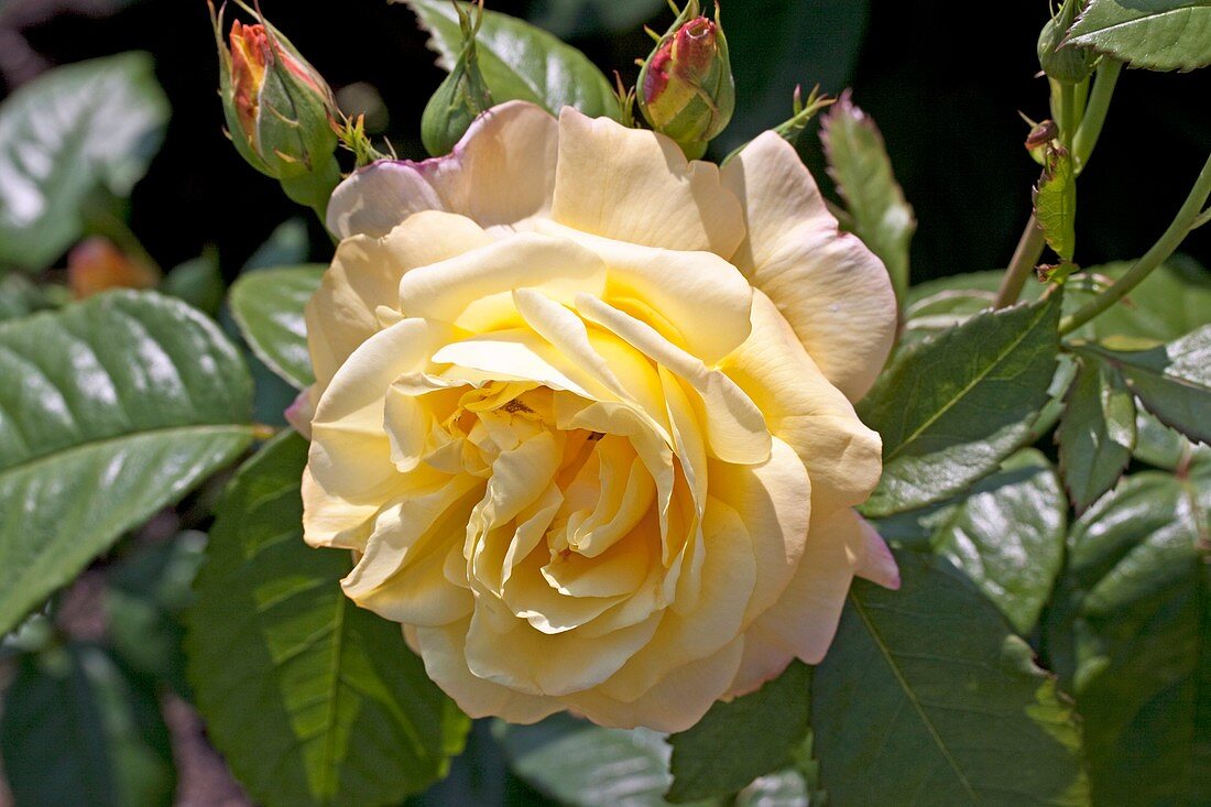 Rose (Rosa 'Chinatown')