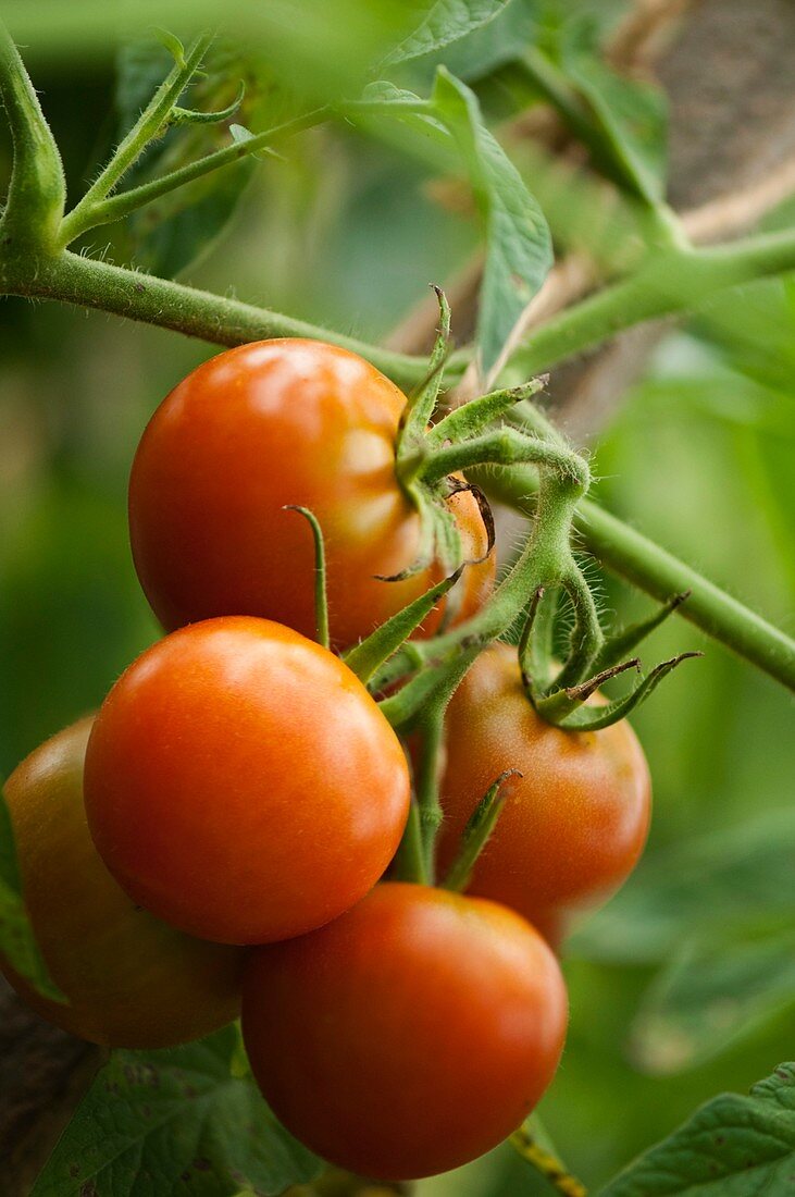 Tomatoes (Solanum lycopersicon)