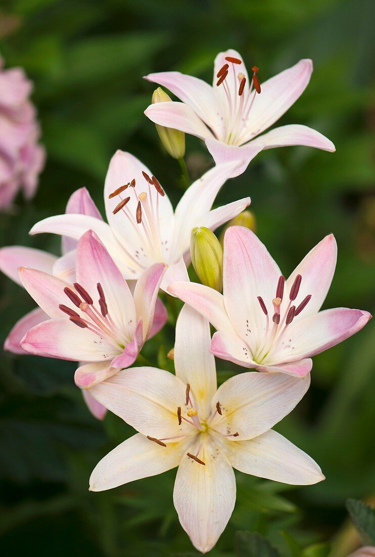 Lily (Lilium sp.)