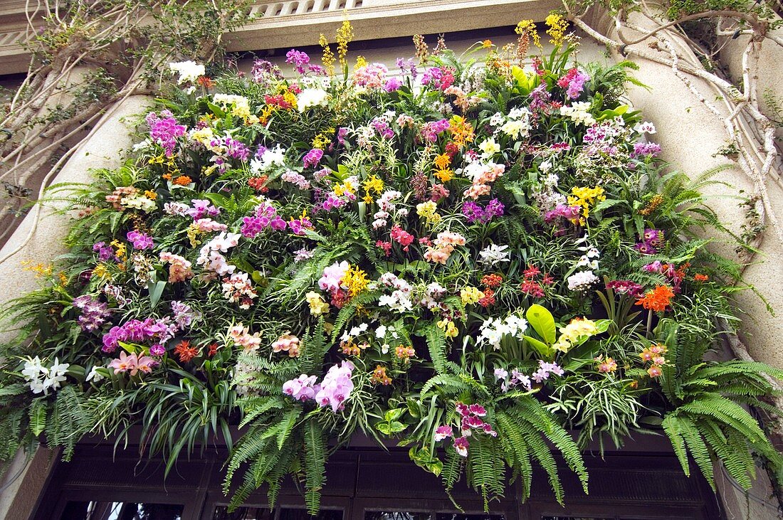 Orchid display on building