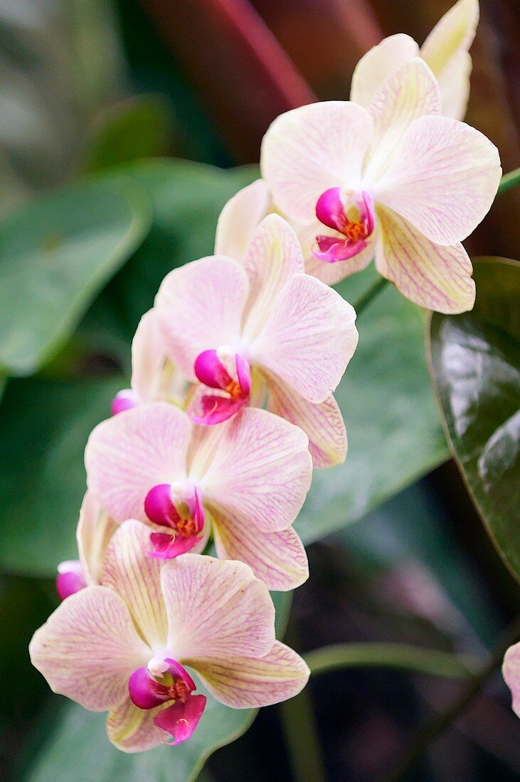 Orchid (Phalaenopsis sp.)