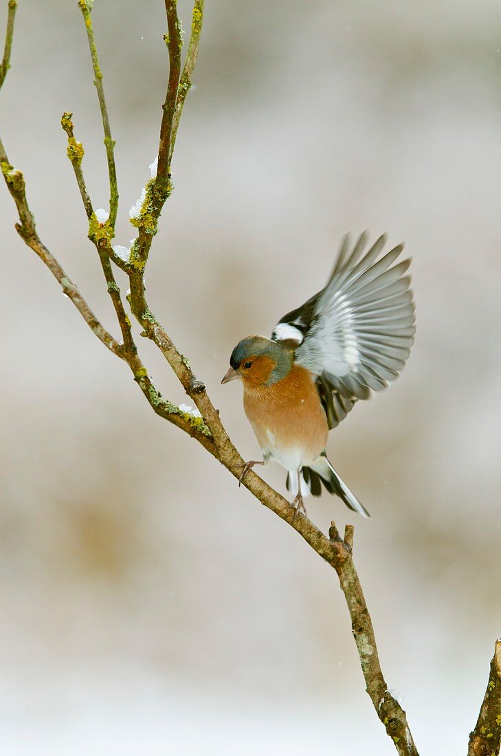 Male chaffinch taking off