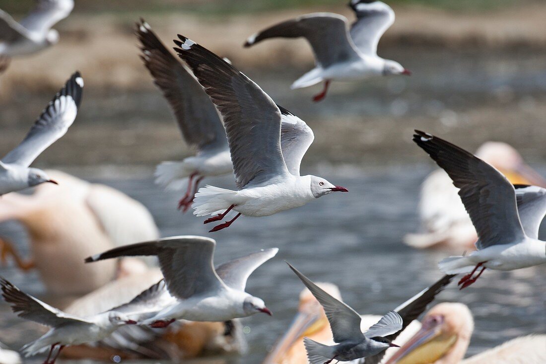 Grey-headed gulls