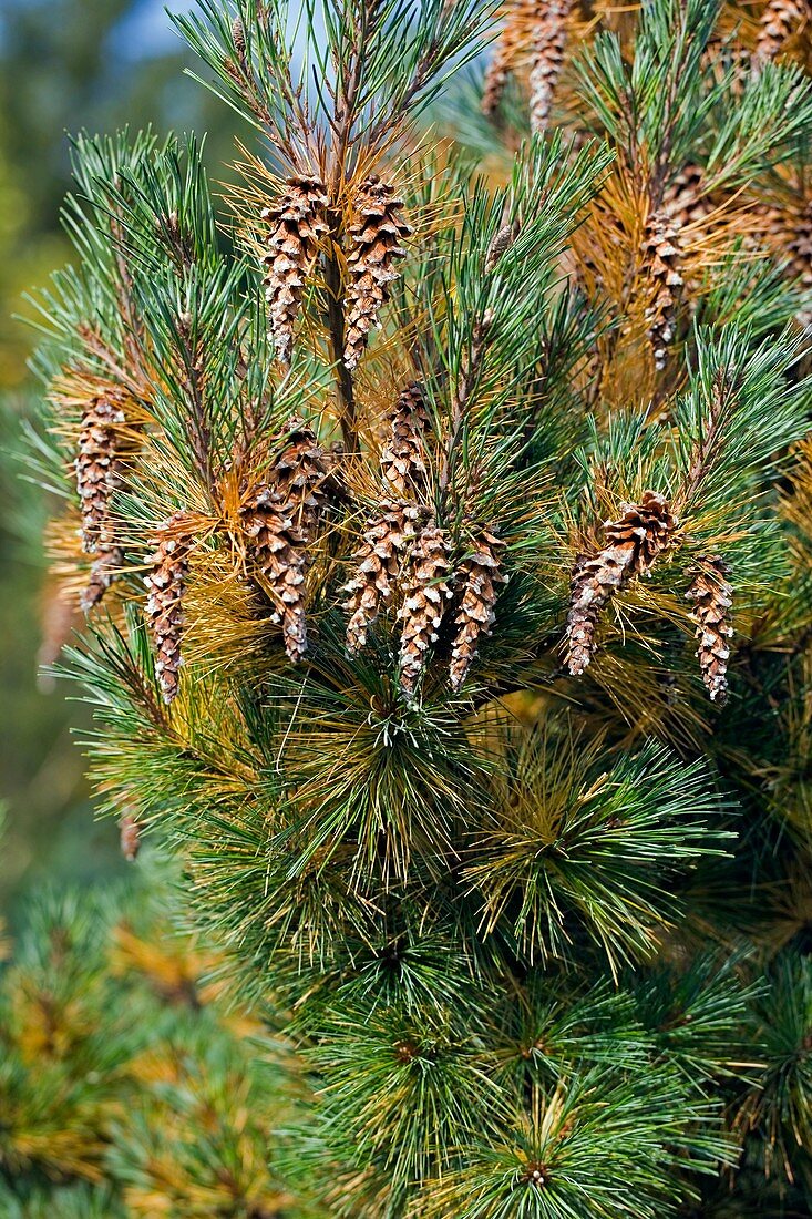 Pine (Pinus sp.)