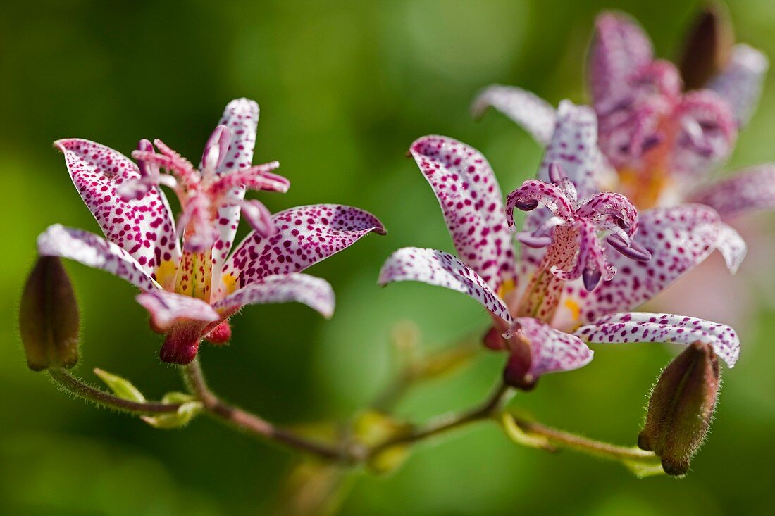 Toad Lily (Tricyrtis 'Tojen')