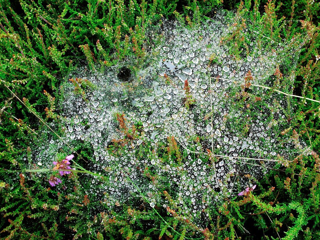 Rain on a spider web