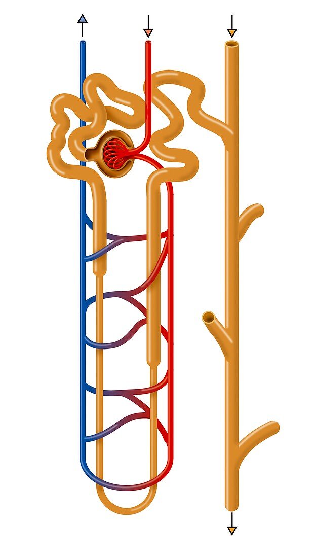 Nephron structure,artwork