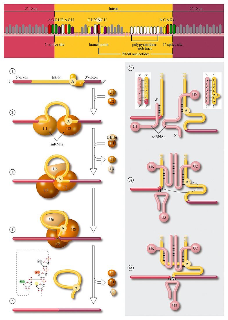 Gene splicing,diagram