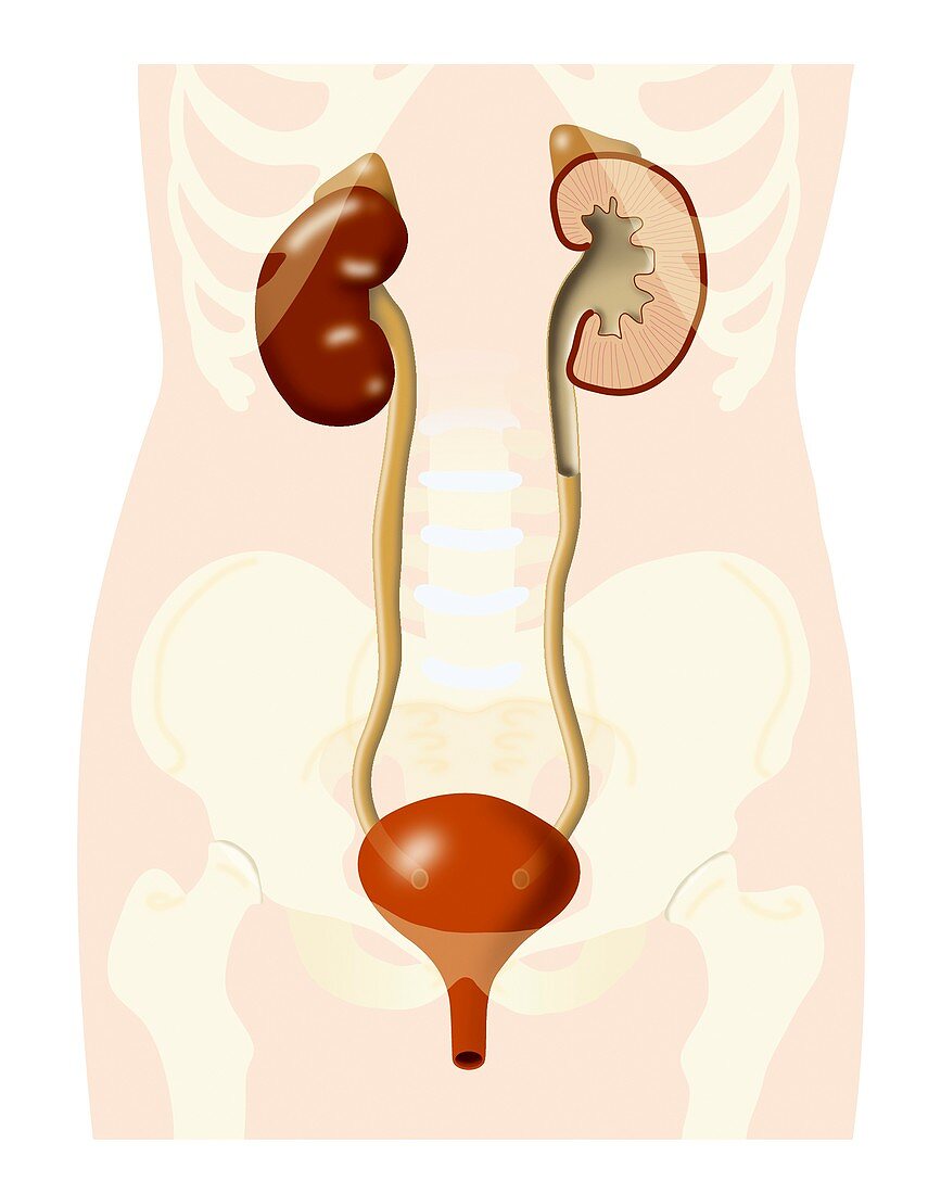 Urinary system,artwork