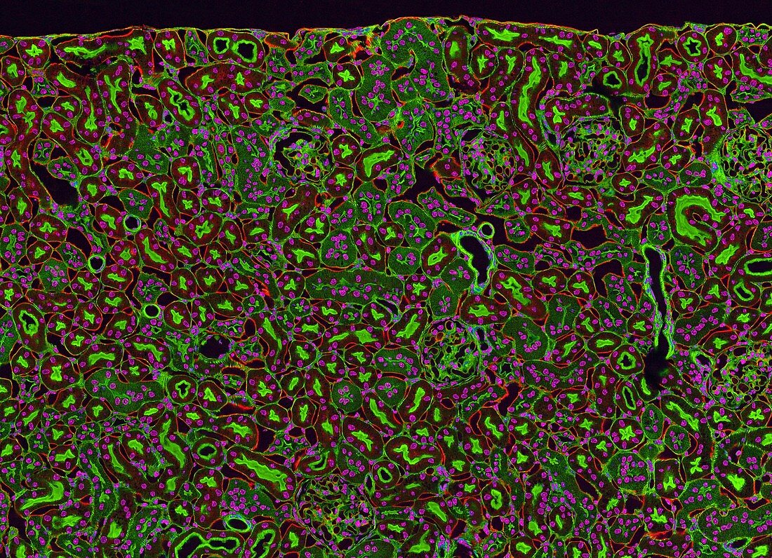 Kidney cells,light micrograph