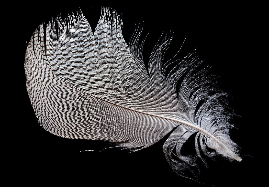Goose feather