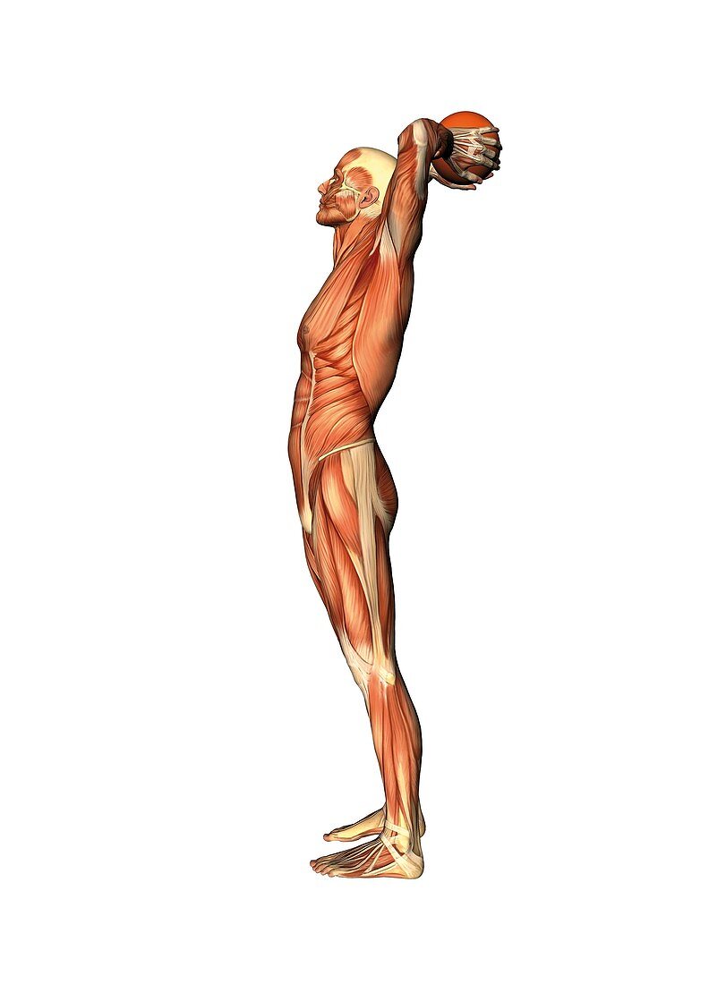 Male musculature,artwork