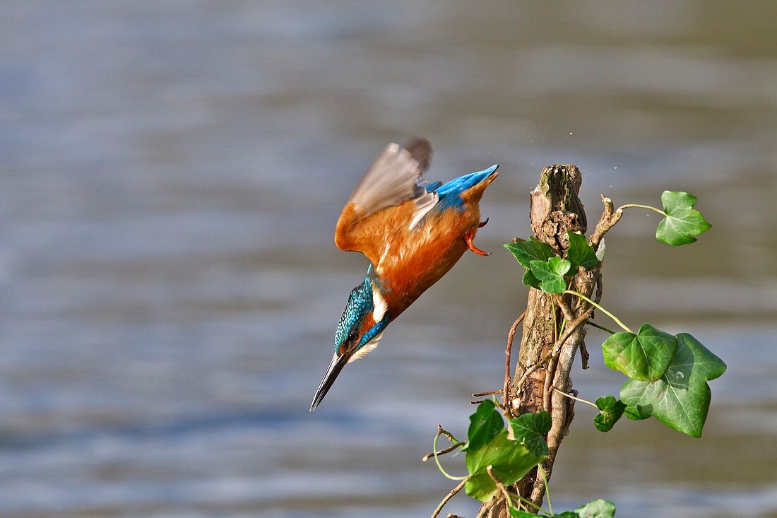 Kingfisher fishing