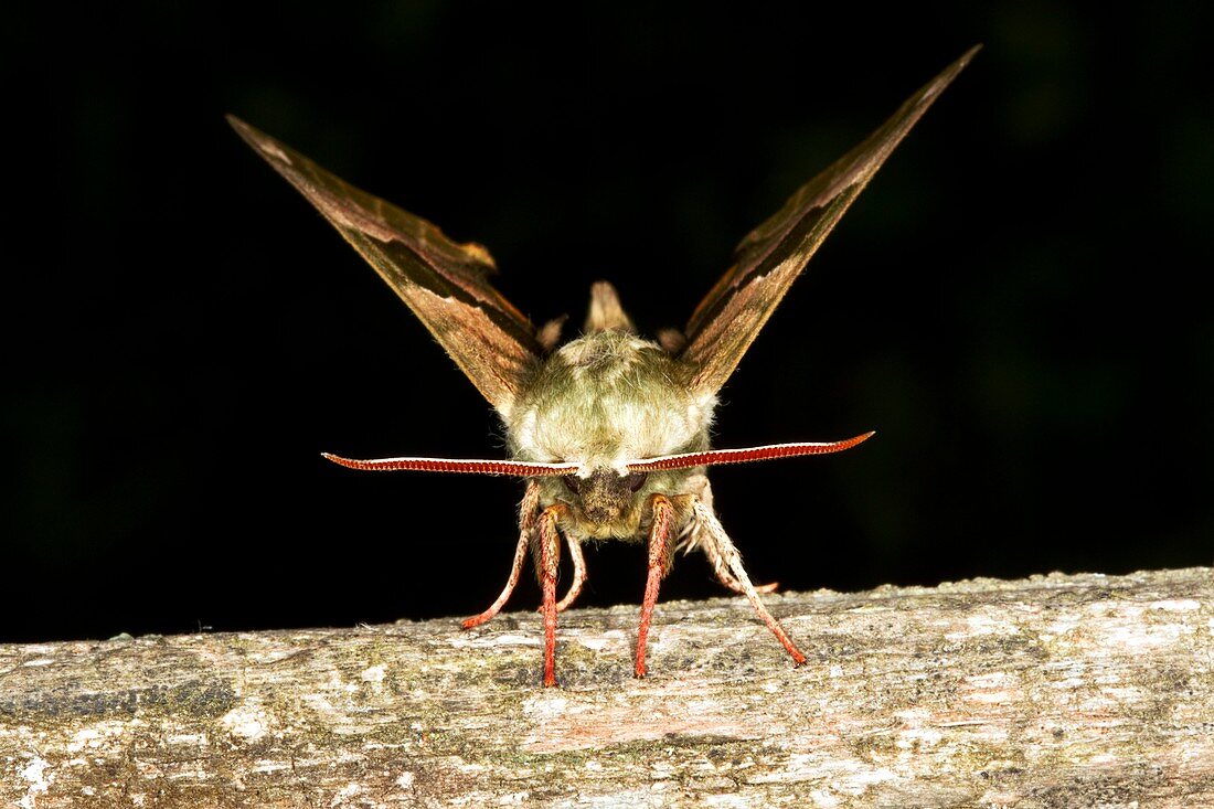 Lime hawk moth