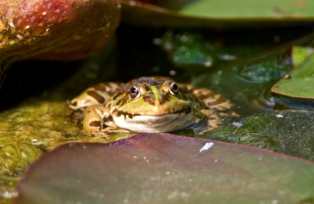 Marsh frog amongst water lilies