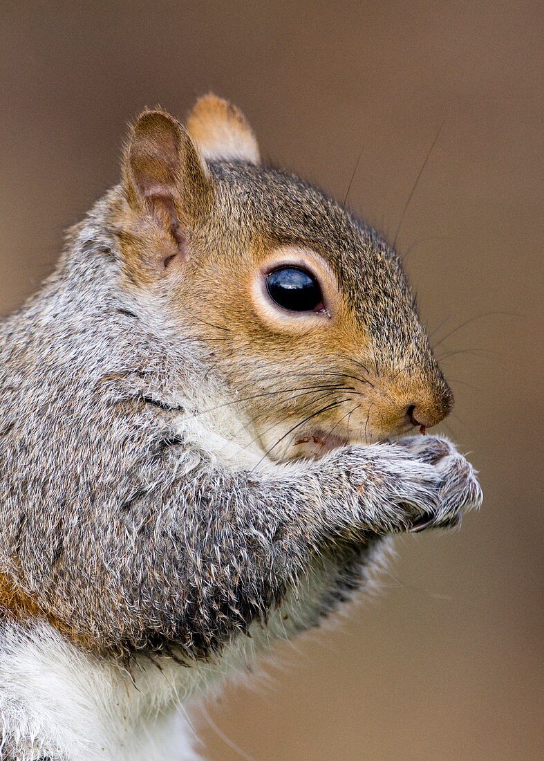 Grey squirrel