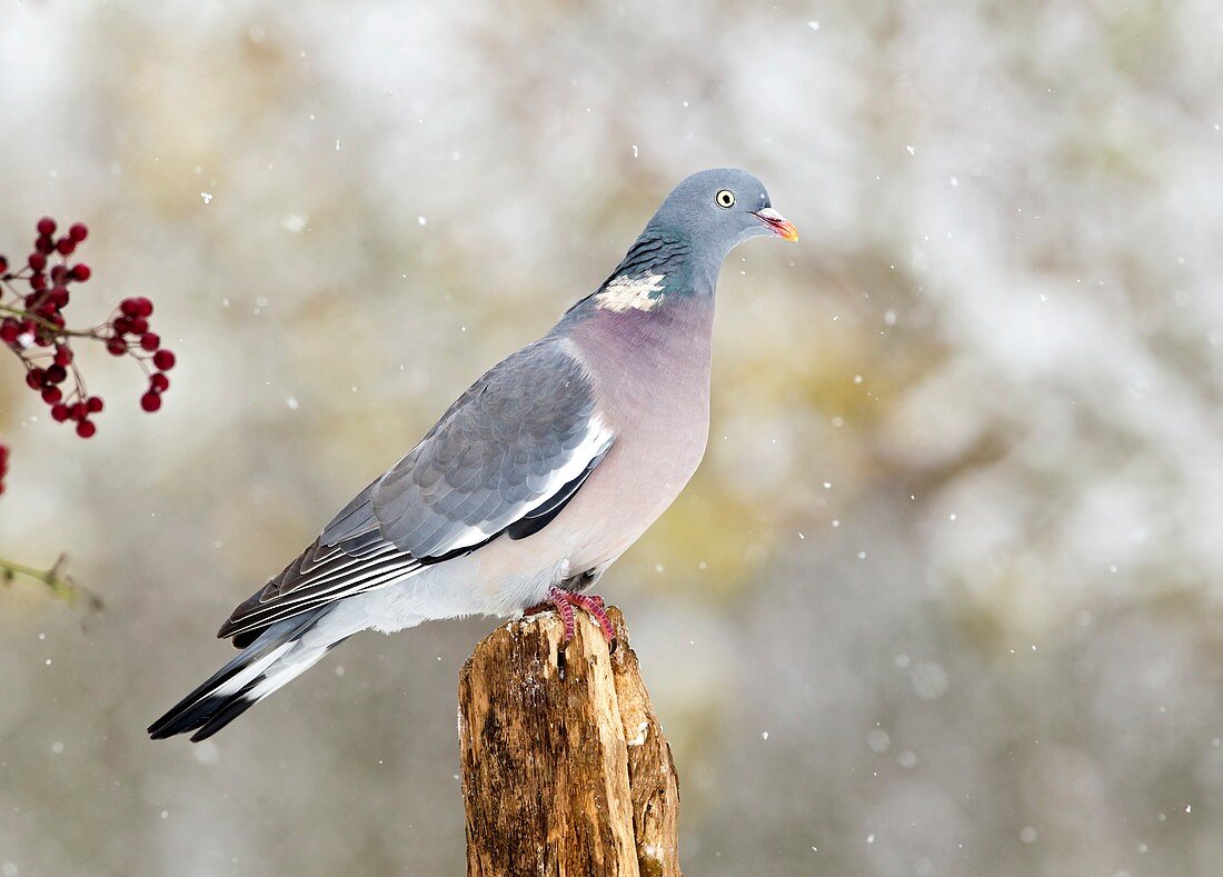 Wood pigeon in snow