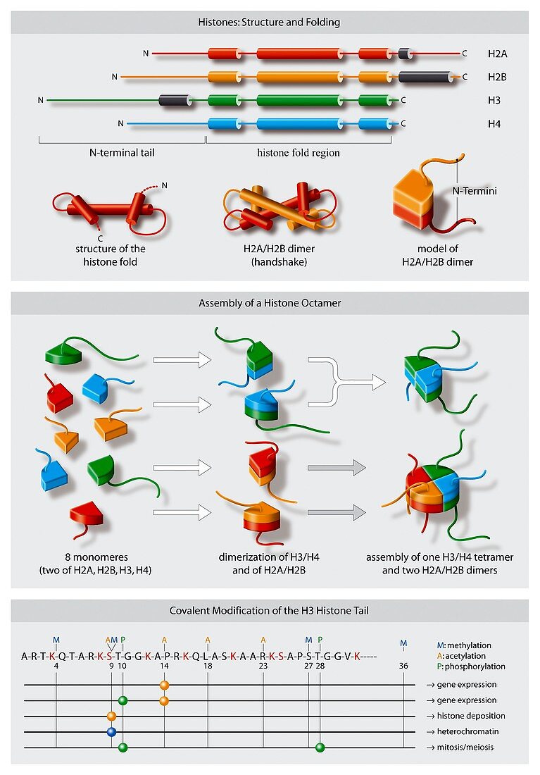 Histone structures,diagram