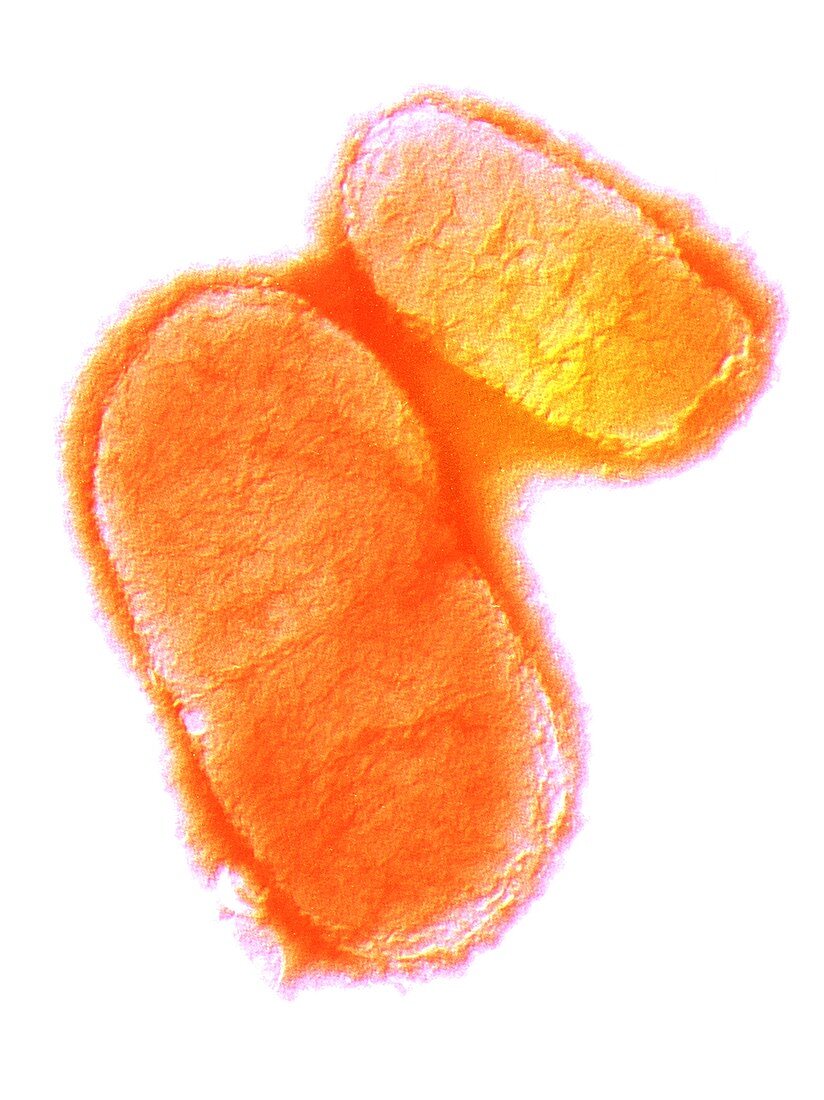 Escherichia coli bacteria,TEM