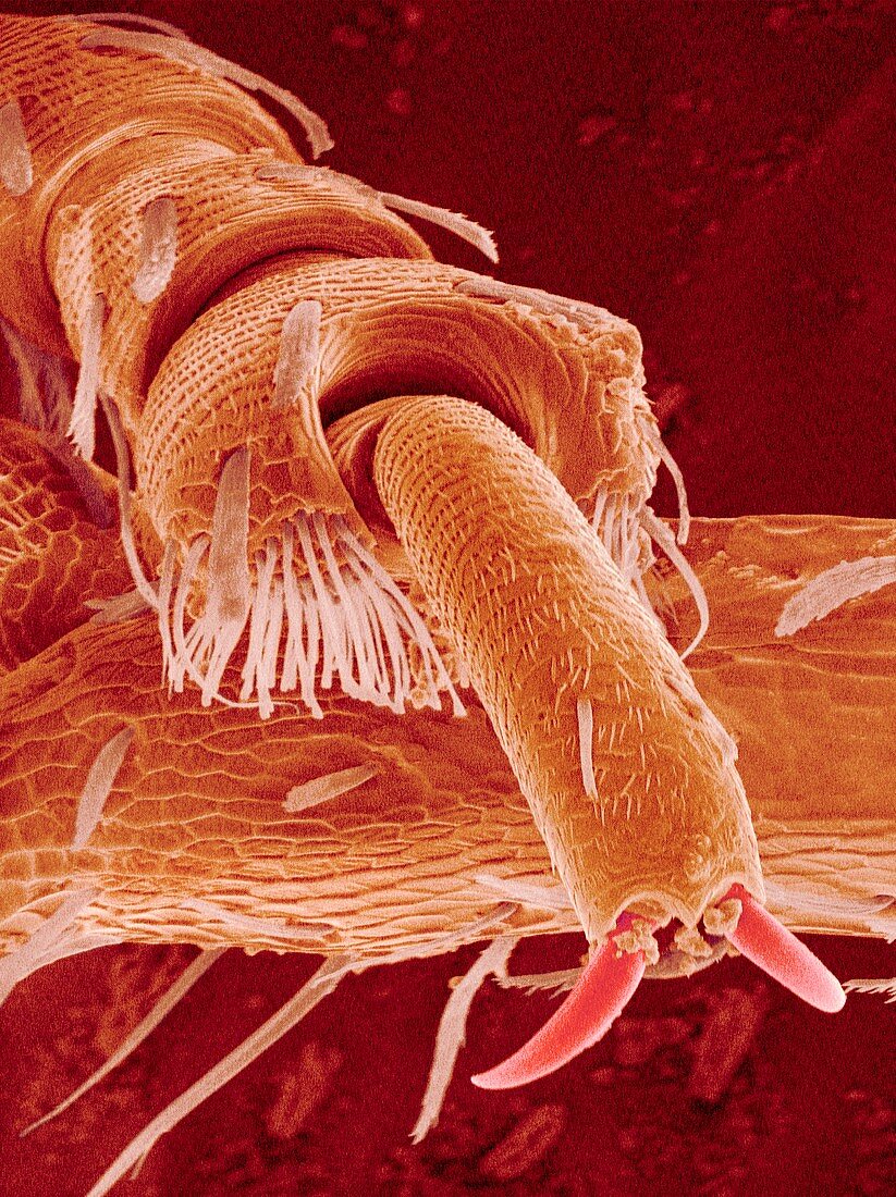 Rice weevil leg,SEM