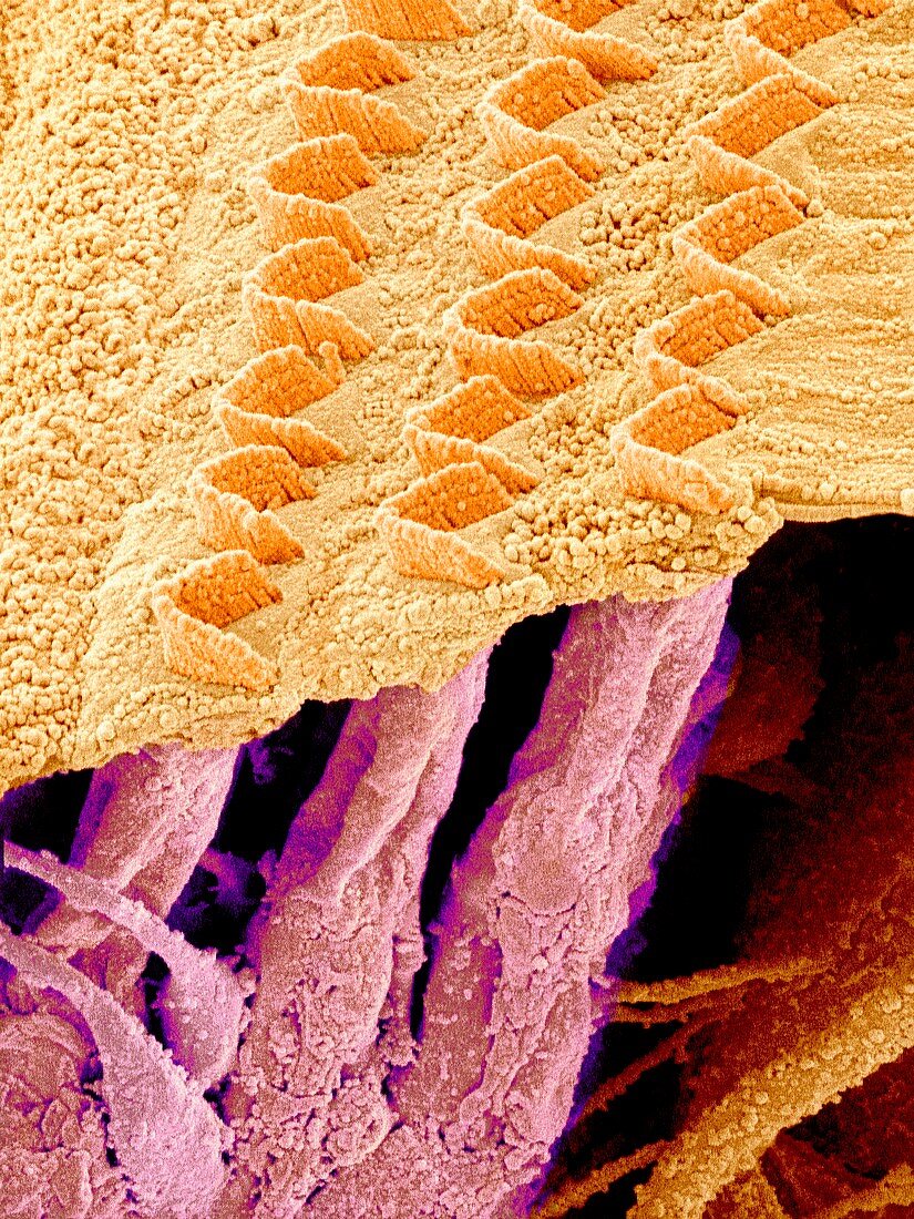 Sensory hair cells in ear,SEM