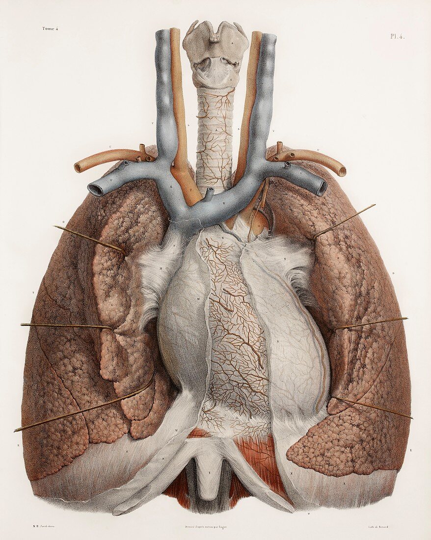Heart and lungs,historical illustration