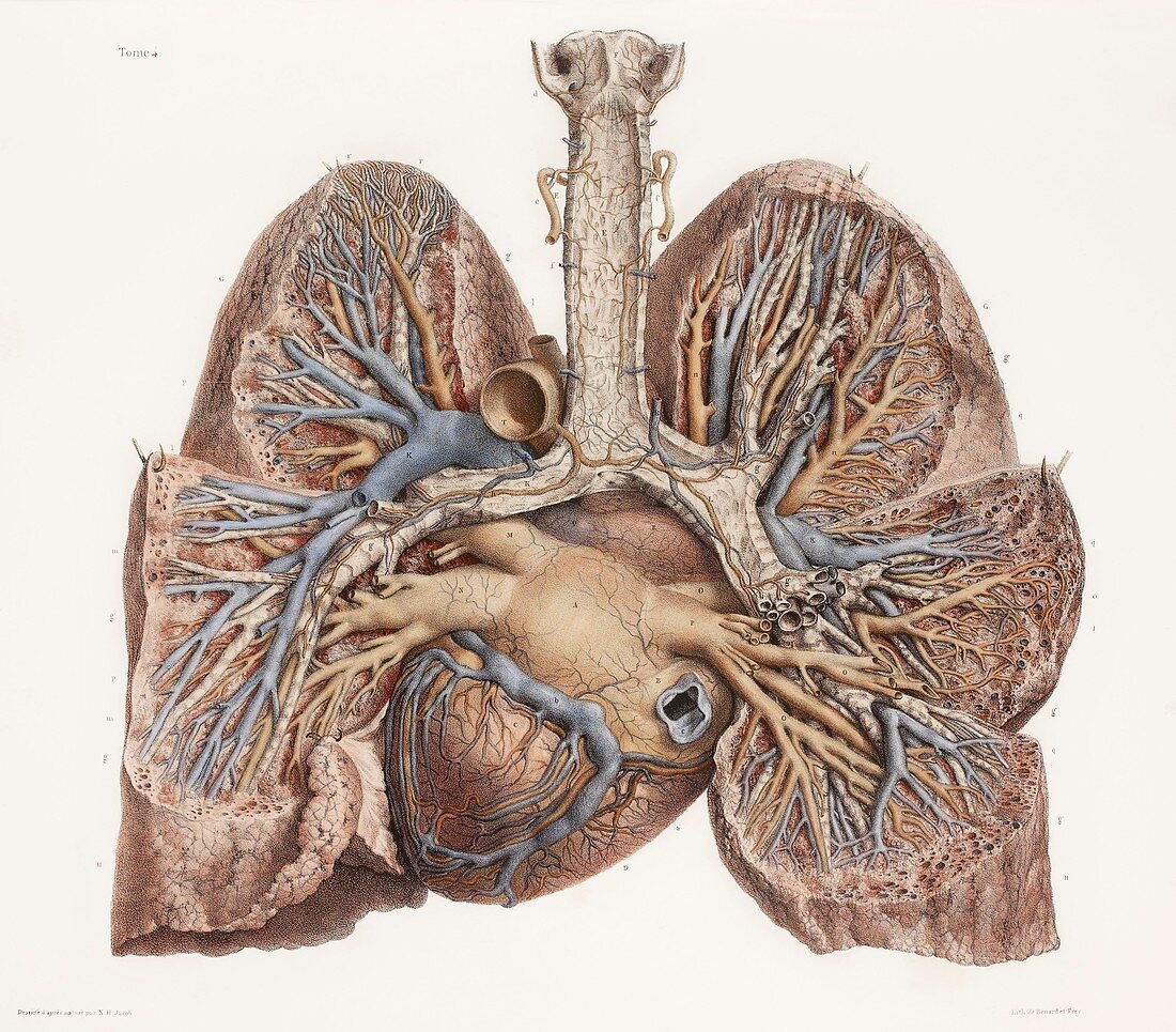 Heart and lungs,historical illustration