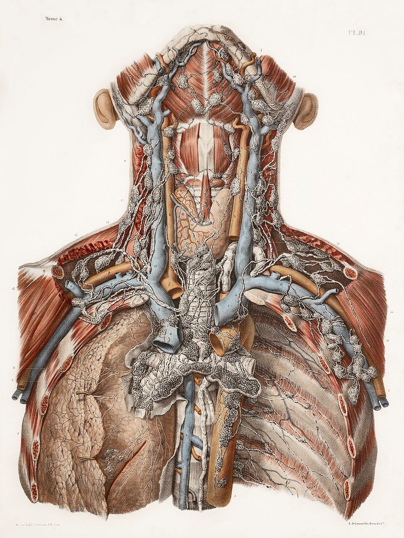 Neck anatomy,19th Century artwork