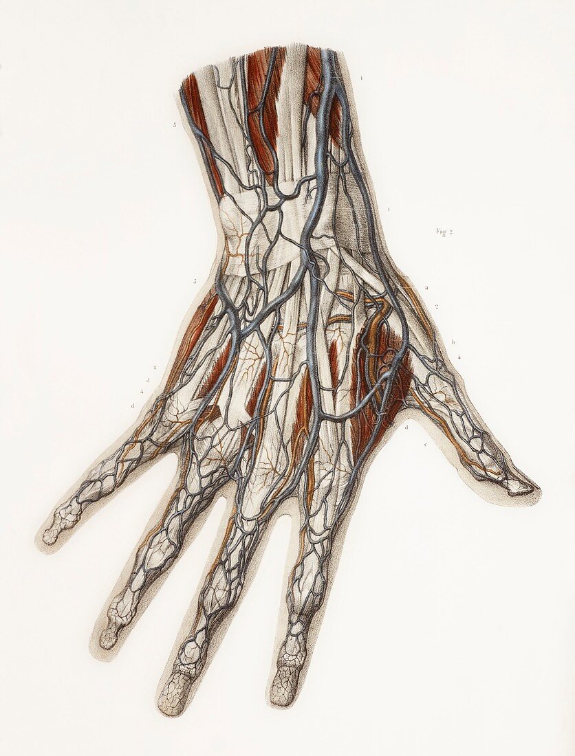 Hand anatomy,19th Century illustration