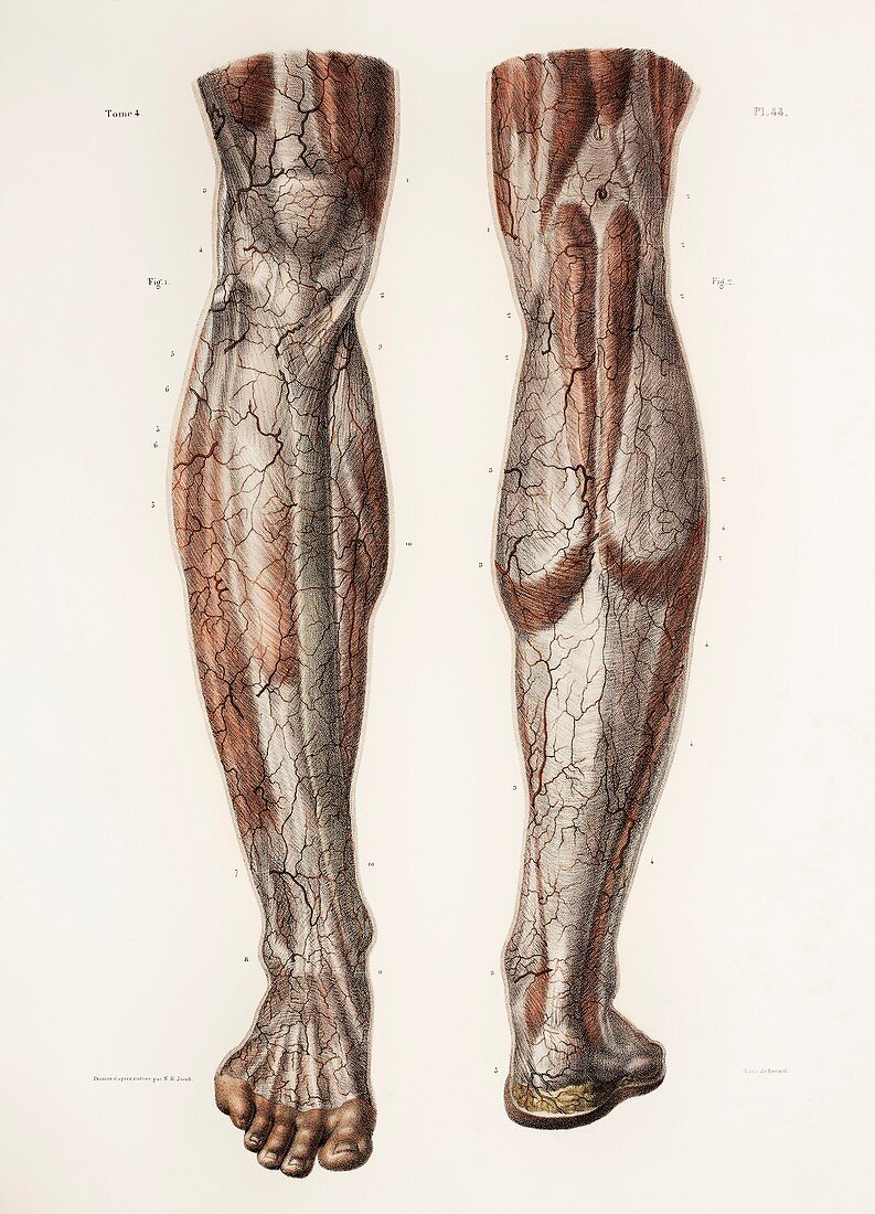 Leg anatomy,19th Century illustration