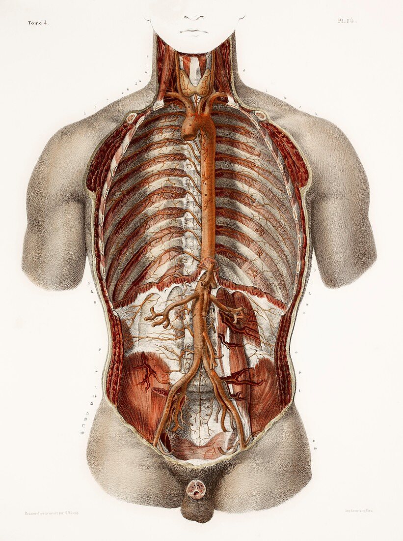 Human arteries,19th Century illustration